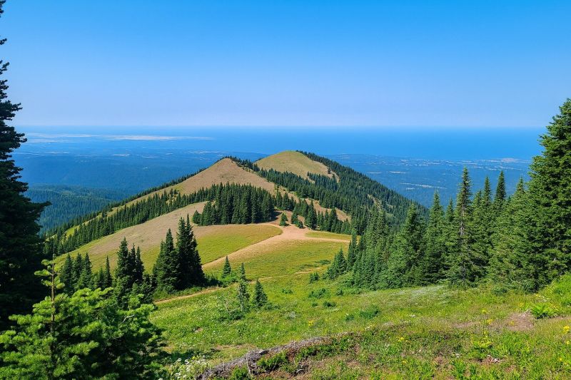 Local Walnut Flooring Installation in Deer Park, WA